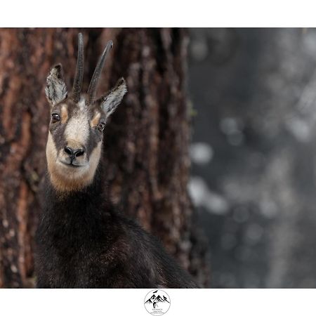 Appartamento Lo Bou Valsavarenche Bagian luar foto
